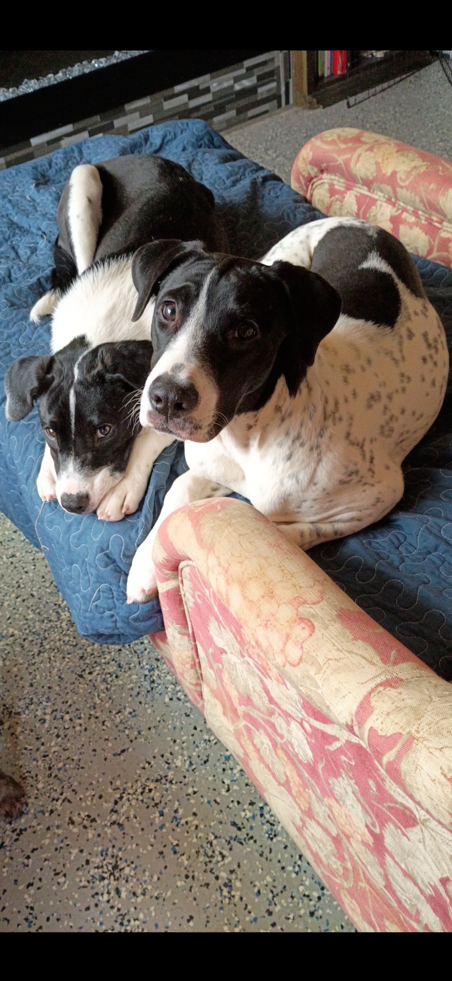 KARA - Dalmatian / Hound available for adoption