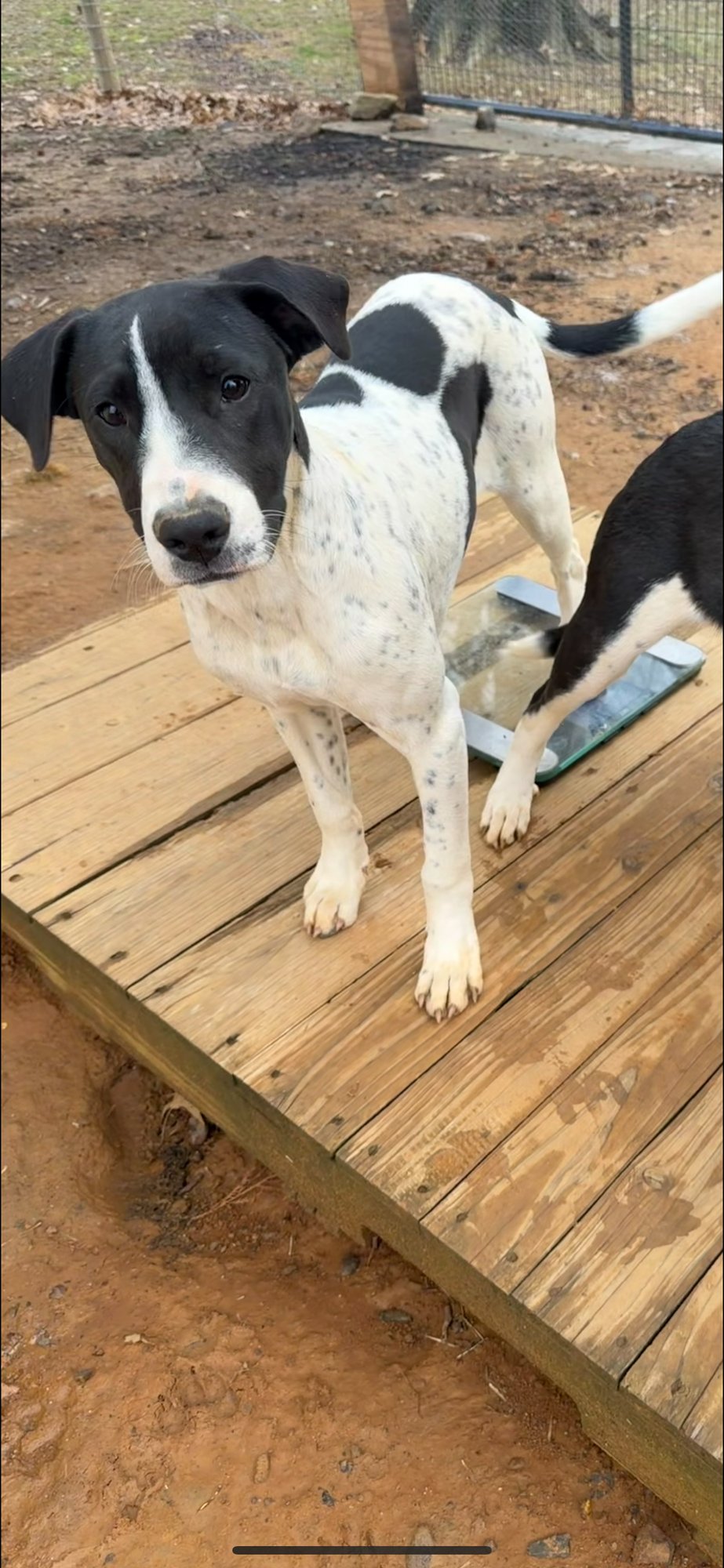 KARA - Dalmatian / Hound available for adoption