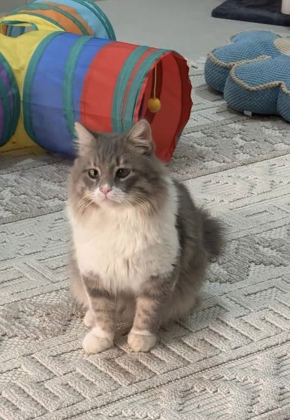 KINDLY SA PURRSIAN/DMH - Persian / Domestic Medium Hair available for adoption