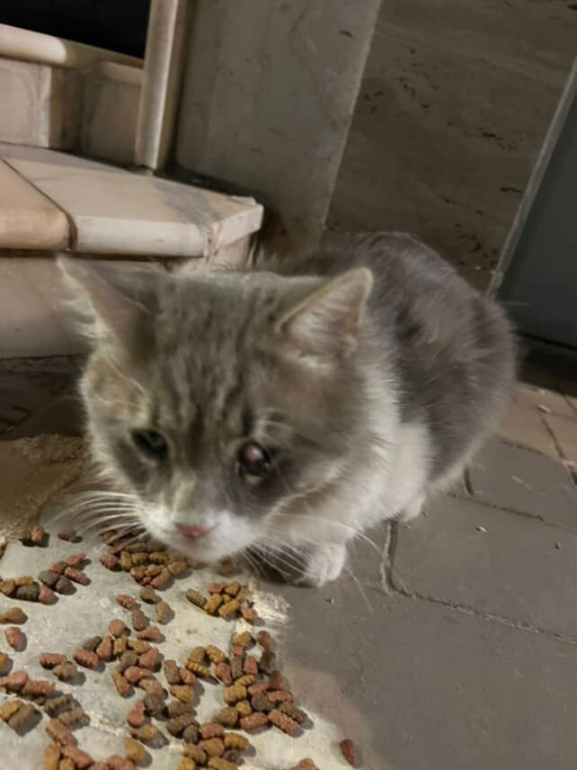 KINDLY SA PURRSIAN/DMH - Persian / Domestic Medium Hair available for adoption