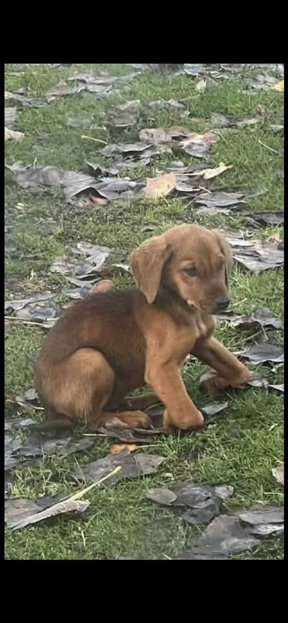 LANDI - Hound available for adoption