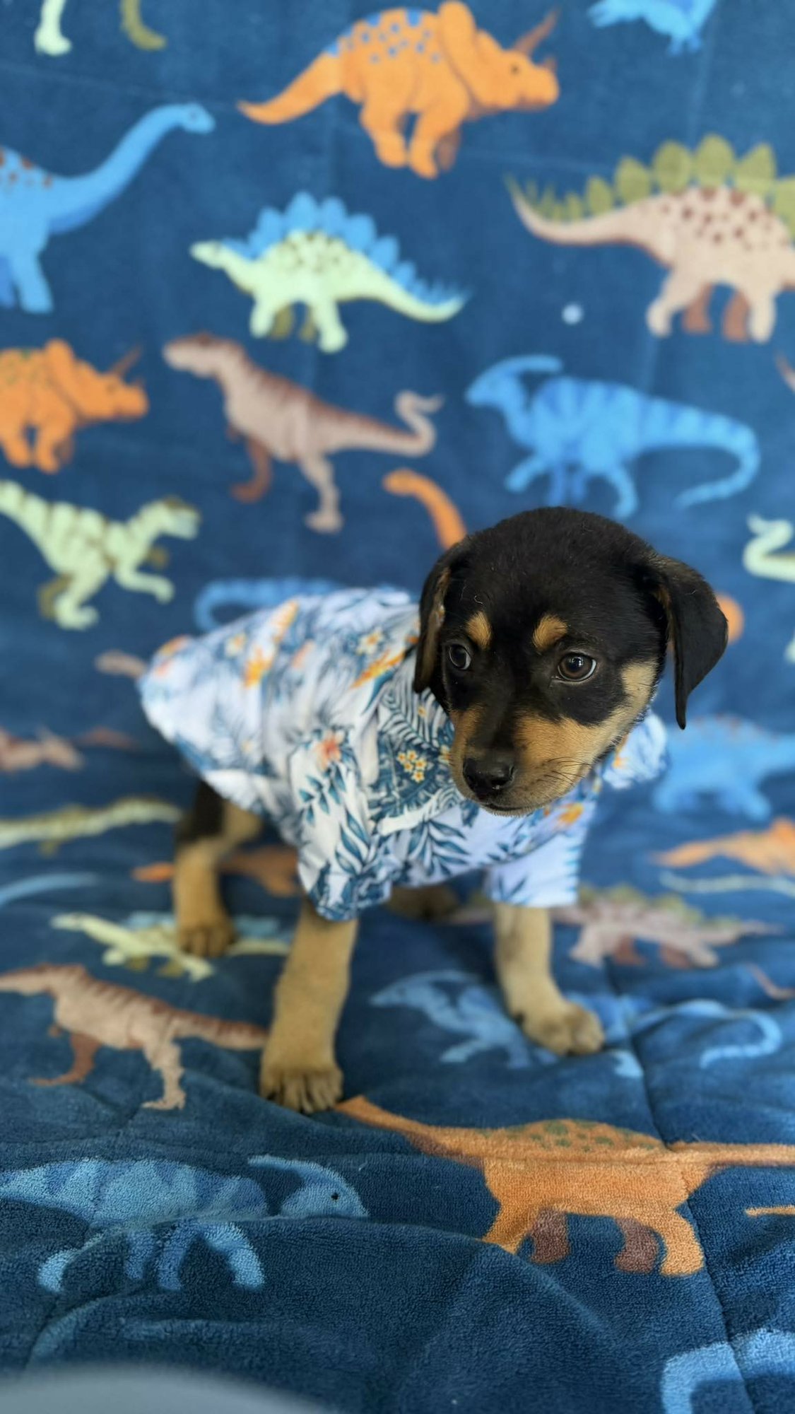 JEDI - Rottweiler available for adoption