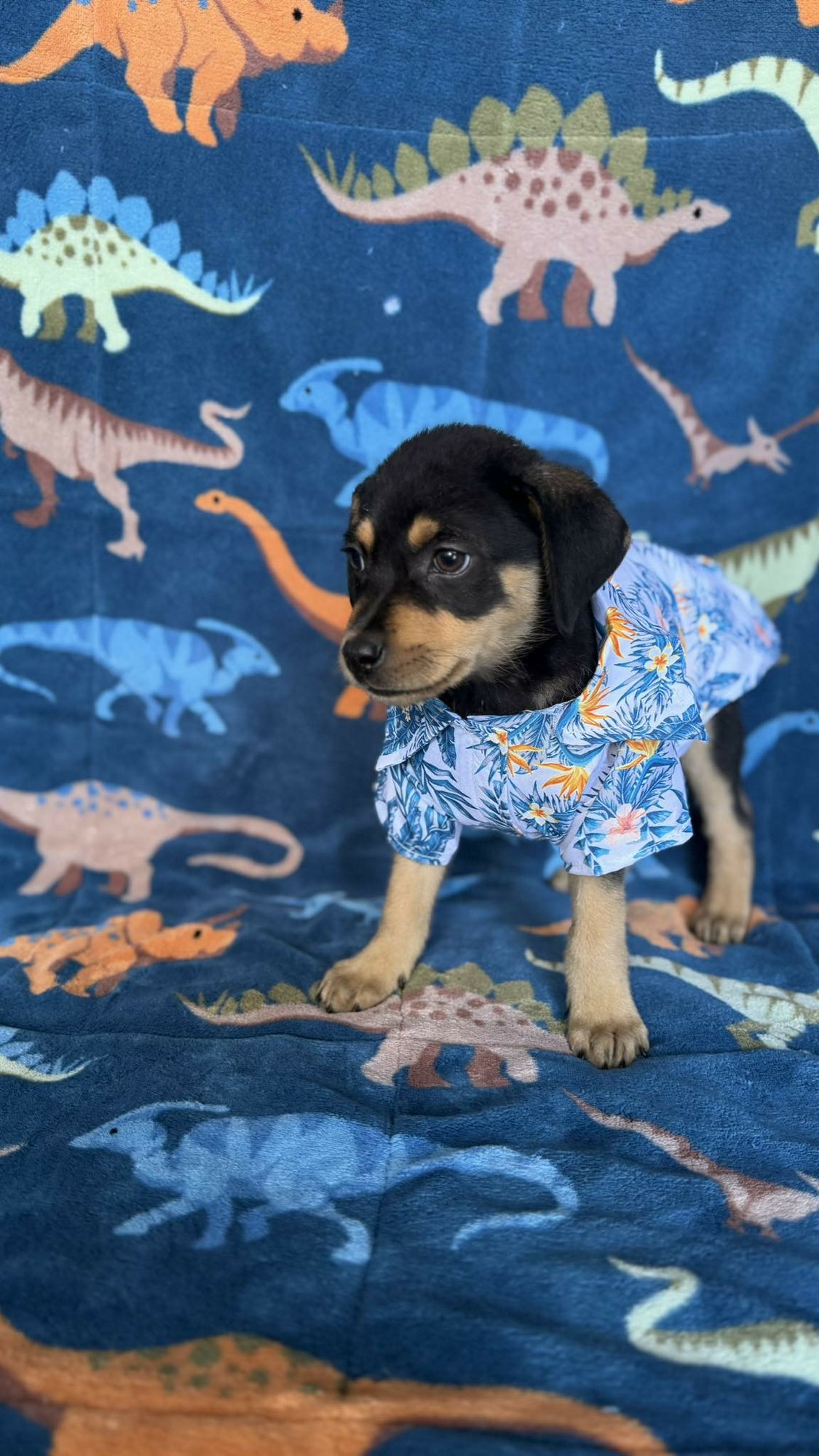 JEDI - Rottweiler available for adoption