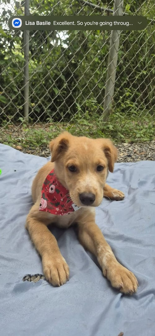BEATRIZ - Labrador Retriever for adoption in New York
