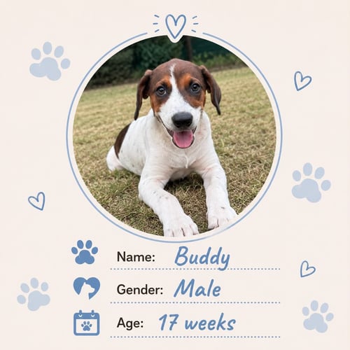 BUDDY