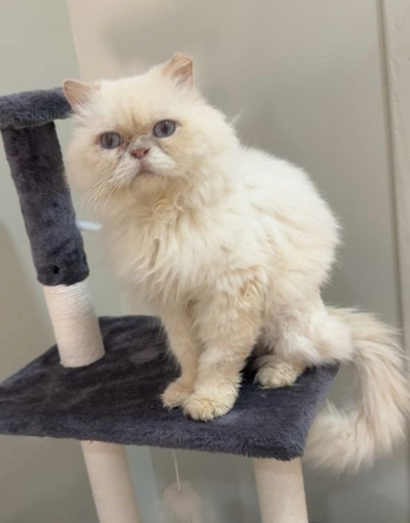 COSMO SA PURRSIAN - Persian available for adoption