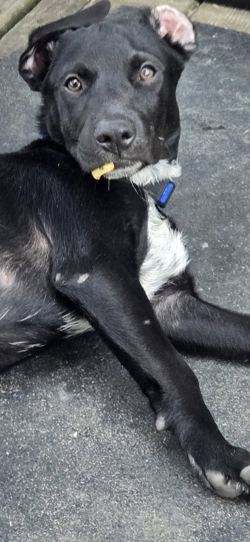 ROCKY - Spaniel available for adoption