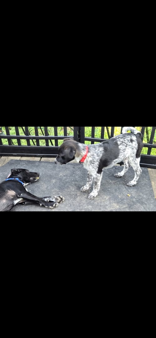 ROCKY - Spaniel available for adoption