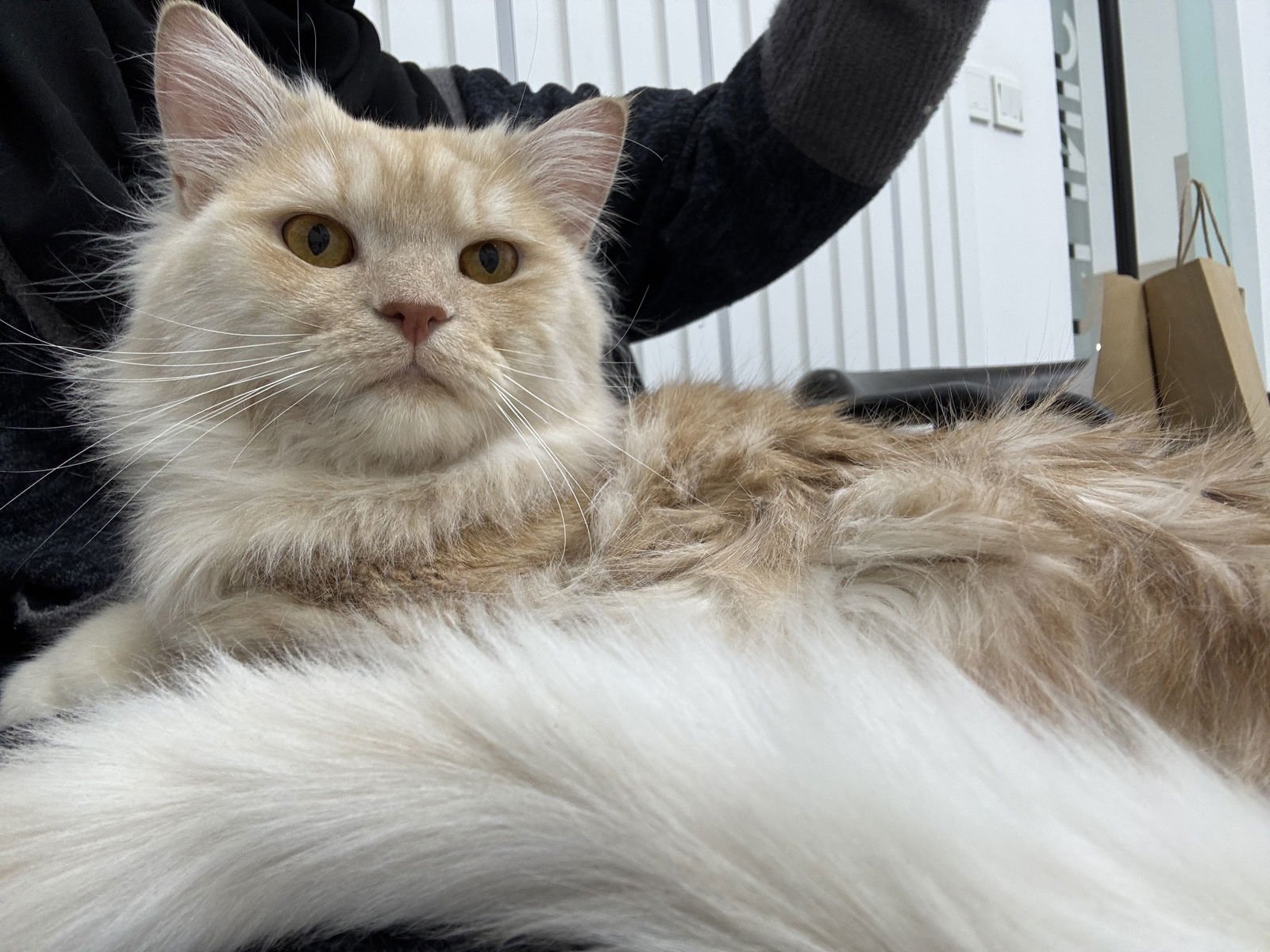 Flower&Shadow - Photo 4