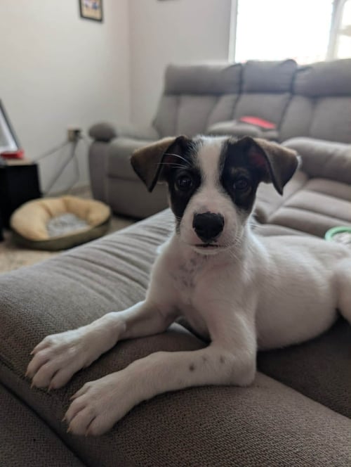CHICHO - Jack Russell Terrier / Jack Russell Terrier (Parson Russell Terrier) for adoption in New York