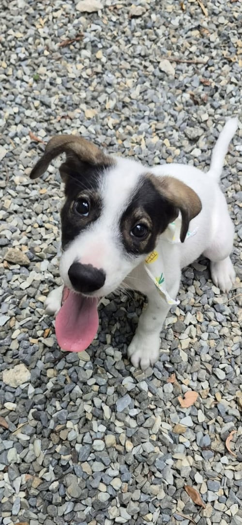 CHICHO - Jack Russell Terrier / Jack Russell Terrier (Parson Russell Terrier) available for adoption