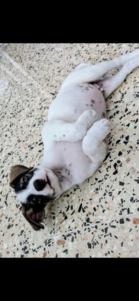 Chicho - Photo 4