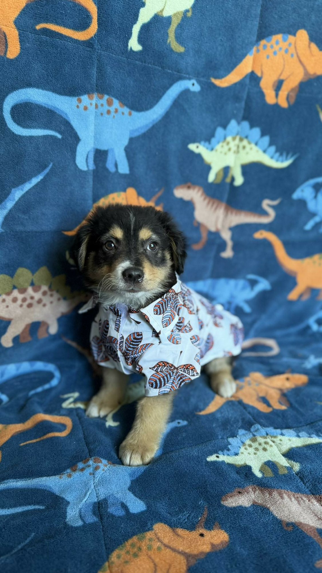 JASON - Rottweiler available for adoption