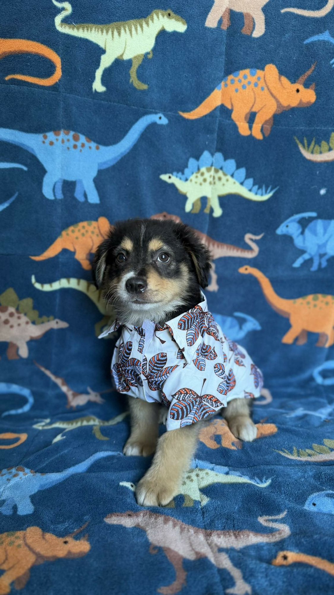 JASON - Rottweiler available for adoption