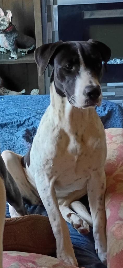 KORA - Great Dane available for adoption