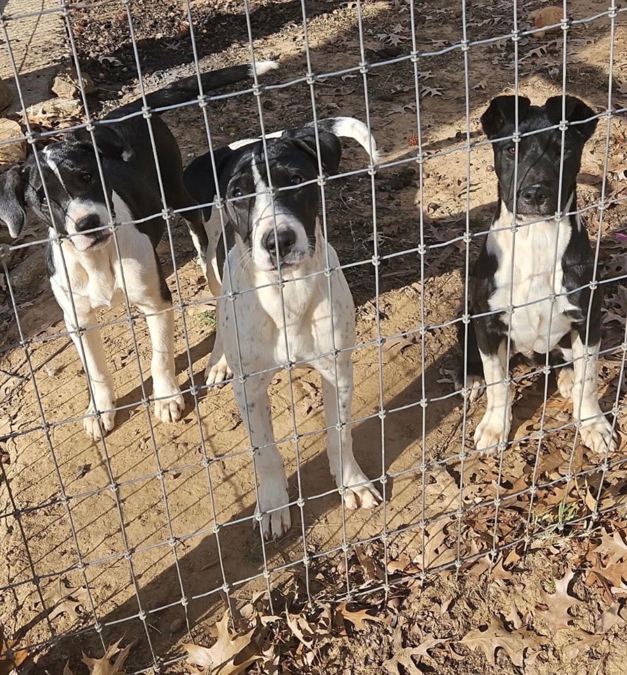 KORA - Great Dane available for adoption