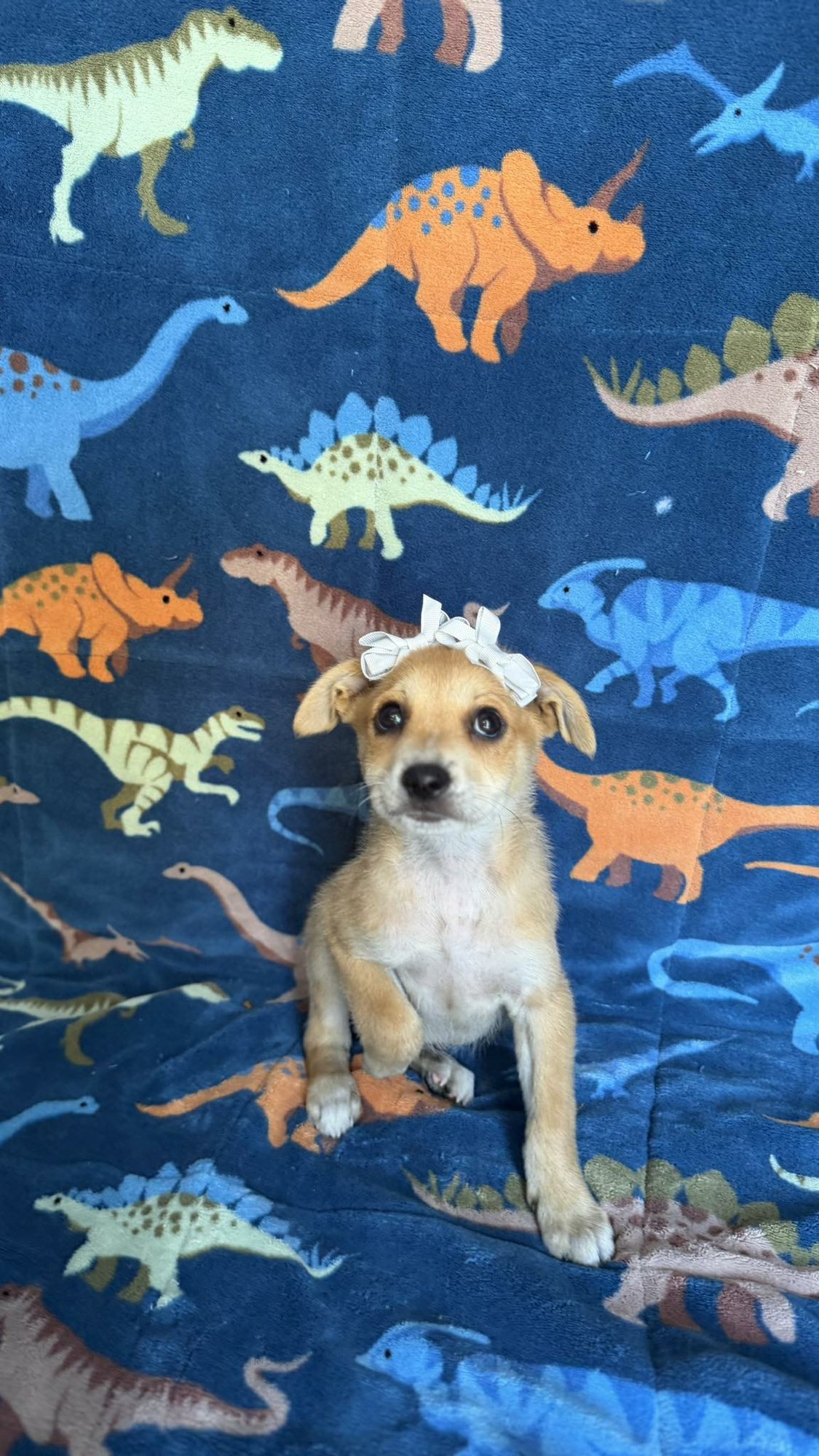 JELLY - Chihuahua available for adoption