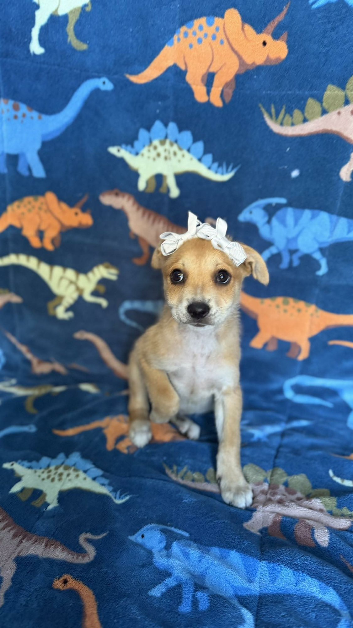 JELLY - Chihuahua available for adoption