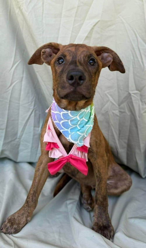 BIRDY - Labrador Retriever available for adoption