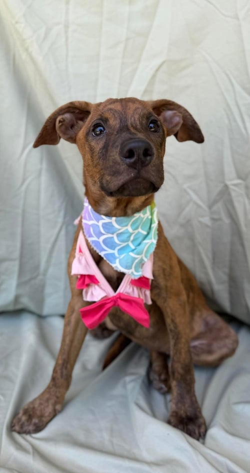 BIRDY - Labrador Retriever available for adoption