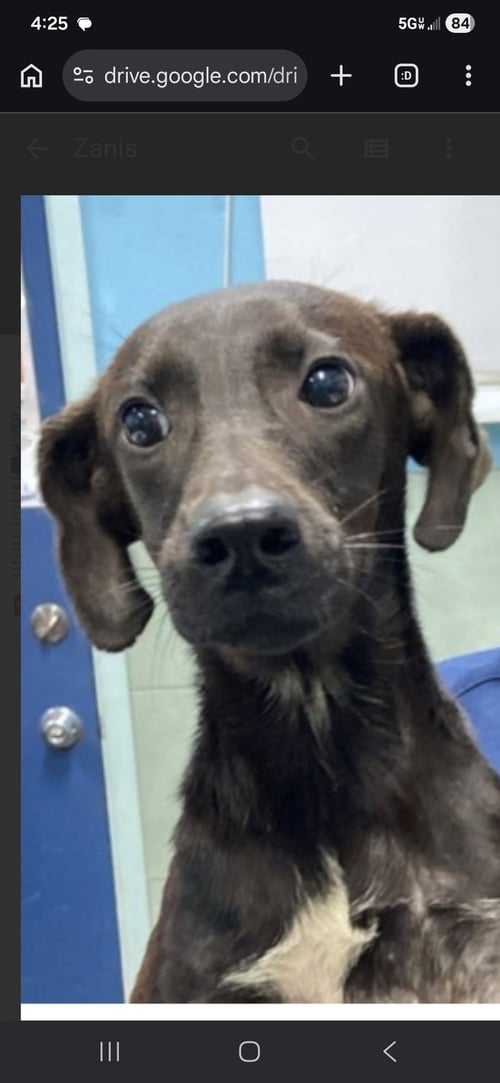 PUFF - Labrador Retriever for adoption in Jersey City