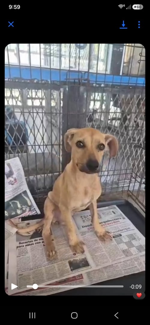 TRIPOD PEARL - Rhodesian Ridgeback available for adoption