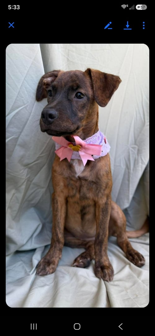 BELLA - Labrador Retriever available for adoption