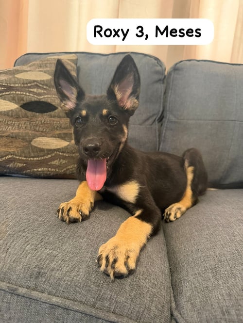 ROXY - Shepherd available for adoption