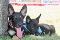 Roxy - Photo 3