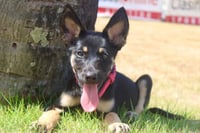 Roxy - Photo 1