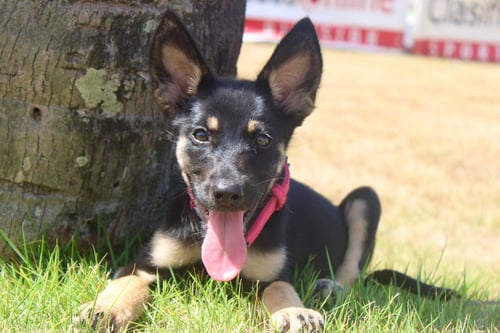ROXY - Shepherd available for adoption