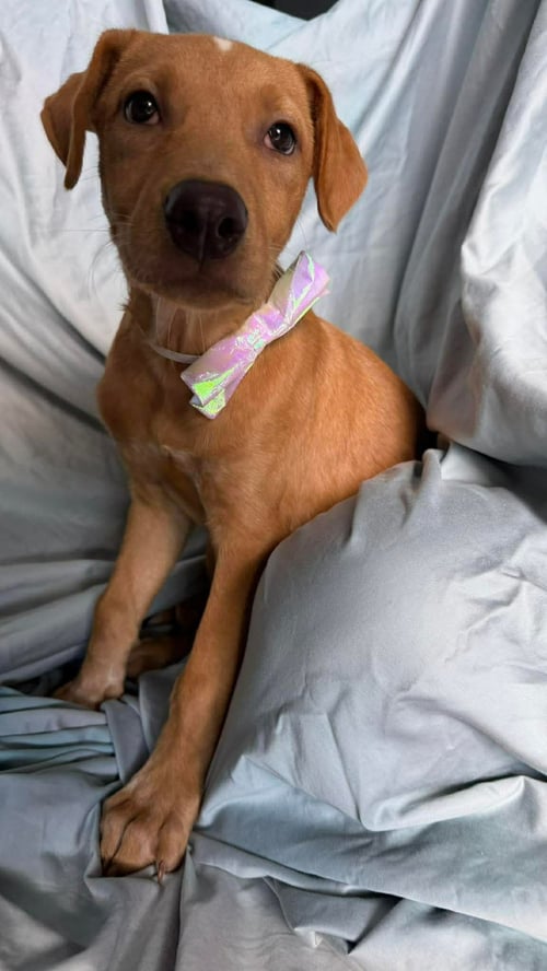 BAILEY - Labrador Retriever available for adoption