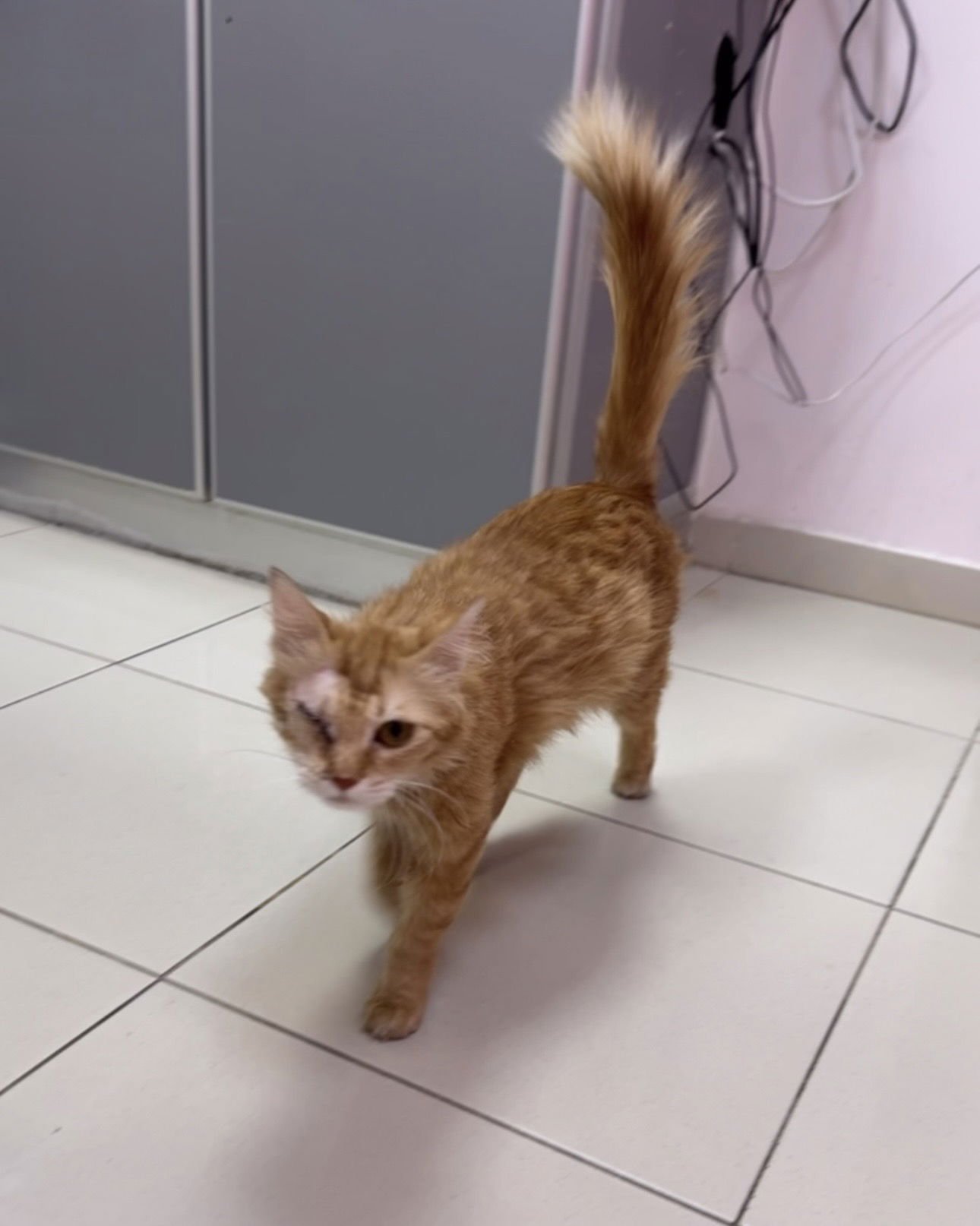 Ravioli SA Petite Pirate - Photo 3