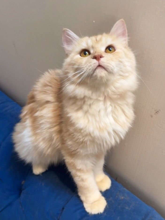 FLOWER & SHADOW SA PURRSIAN/MCX - Persian / Domestic Medium Hair for adoption in New York