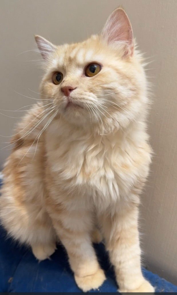 Flower & Shadow SA Purrsian/MCx - Photo 2