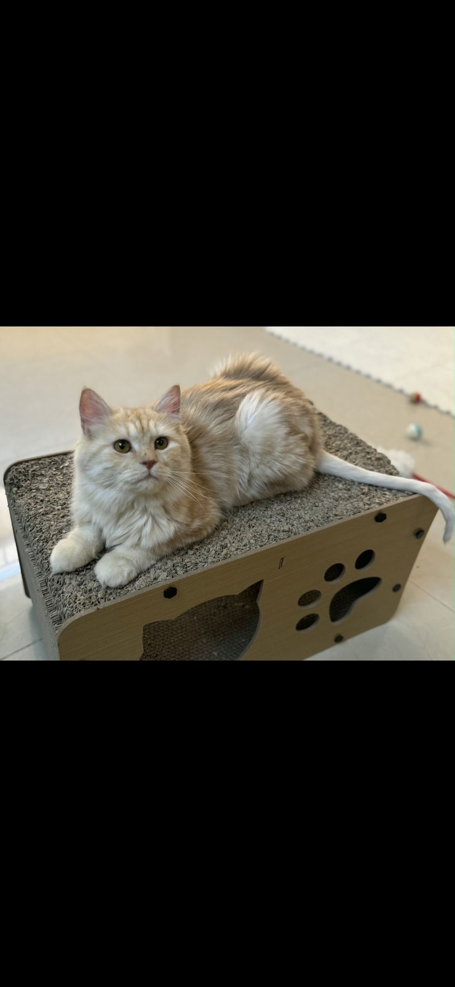 Flower & Shadow SA Purrsian/MCx - Photo 4