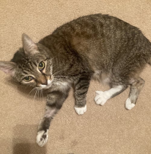 DIXIE - Tabby available for adoption