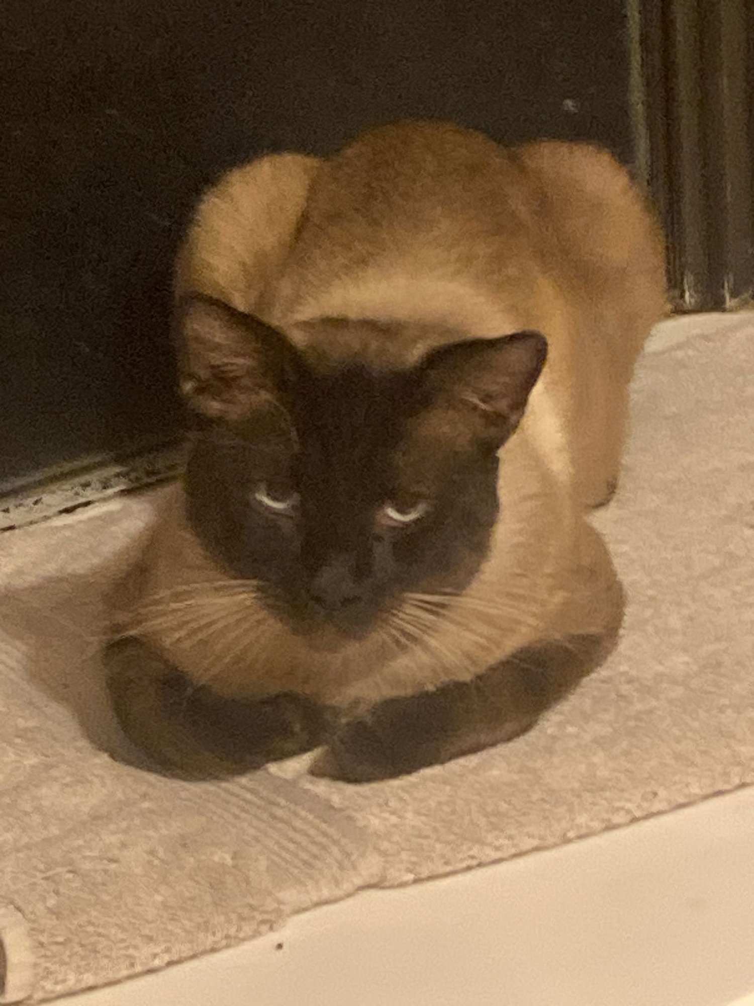 VALENTINO - Manx / Siamese available for adoption