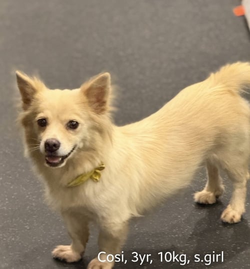 COSI - Corgi / Spitz available for adoption