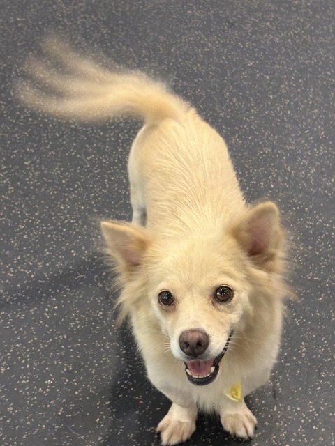 COSI - Corgi / Spitz available for adoption