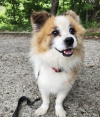 TOFFEE - Photo 5