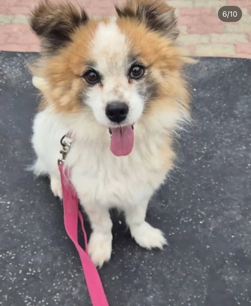 TOFFEE - Pomeranian available for adoption