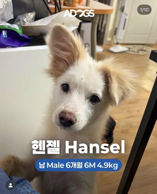 HANSEL Image