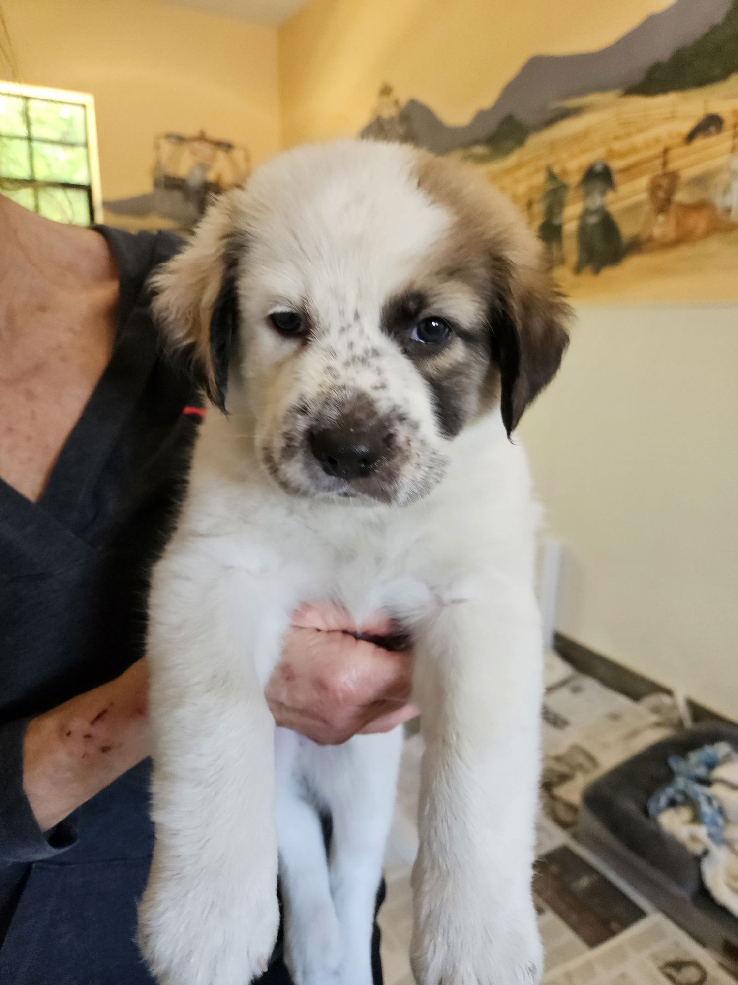 CHRISTMAS - Border Collie available for adoption