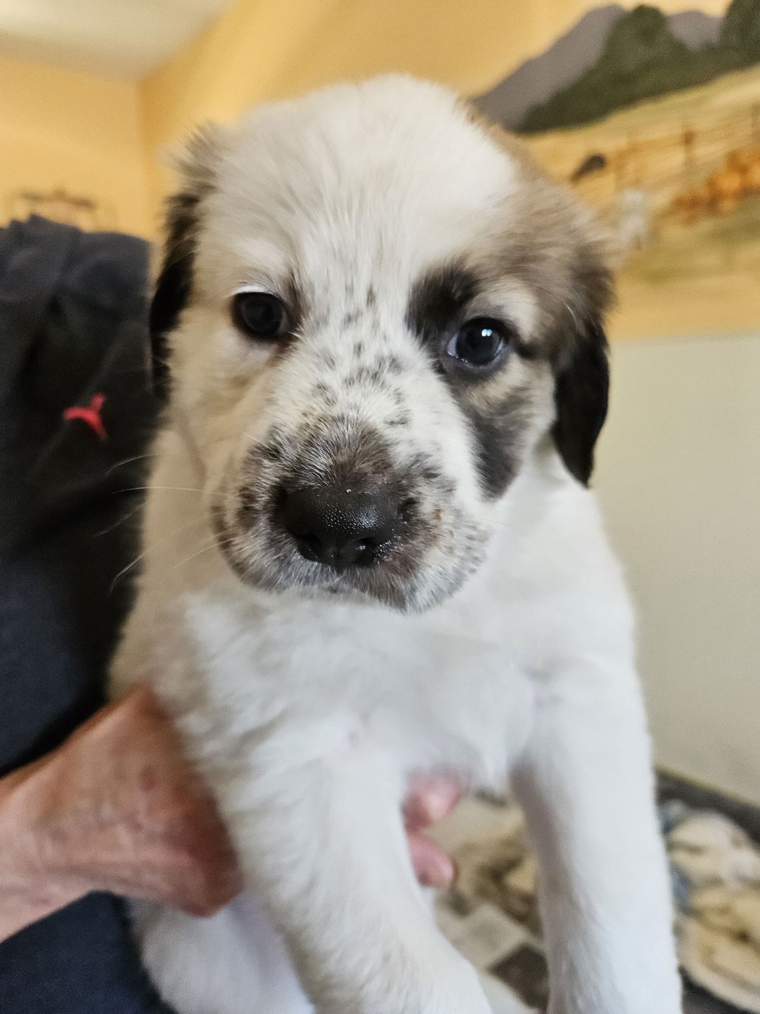 CHRISTMAS - Border Collie available for adoption