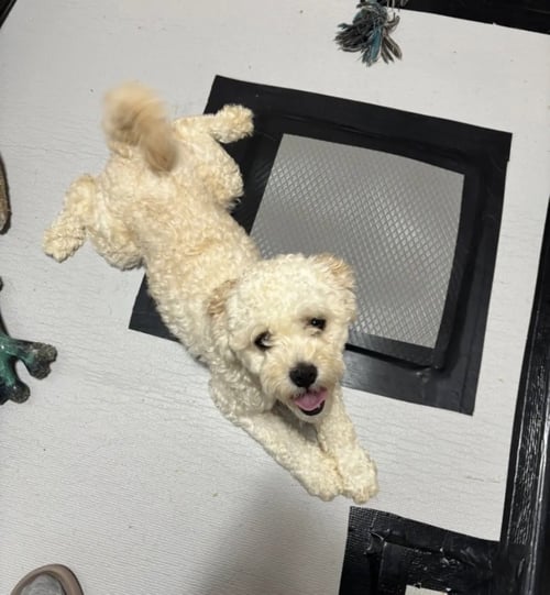MILLER - Poodle (Miniature) / Bichon Frise available for adoption