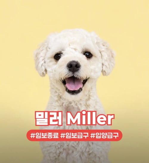MILLER - Poodle (Miniature) / Bichon Frise available for adoption