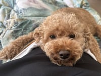 BUDDY & BROWNIE - Photo 1