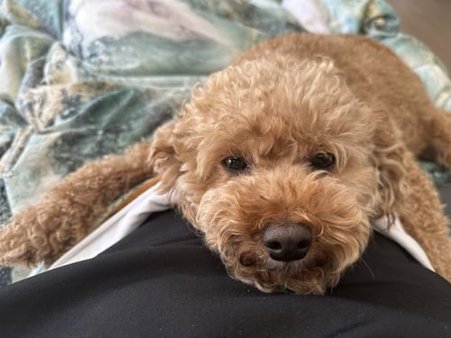 BUDDY & BROWNIE - Poodle (Miniature) / Spitz available for adoption