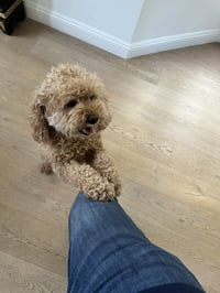 BUDDY & BROWNIE - Photo 4